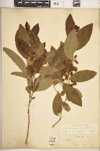 Lyonia mariana image