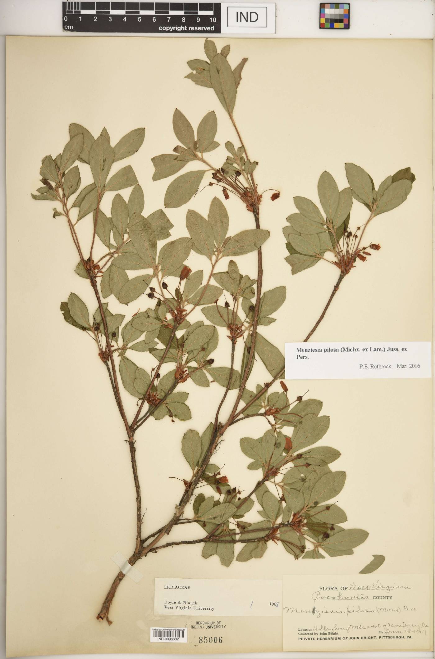 Rhododendron pilosum image