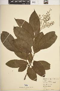 Oxydendrum arboreum image