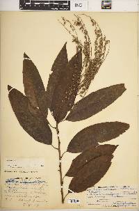 Oxydendrum arboreum image