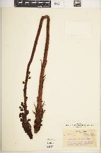 Pterospora andromedea image