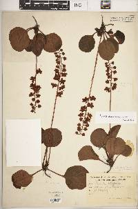 Pyrola americana image