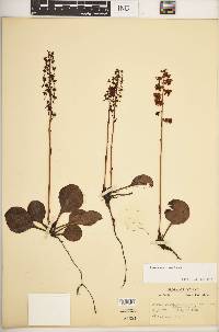 Pyrola americana image