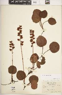 Pyrola americana image