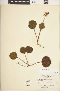 Pyrola americana image