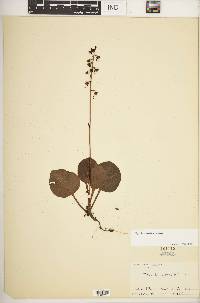 Pyrola americana image