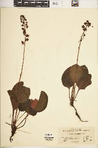 Pyrola asarifolia image