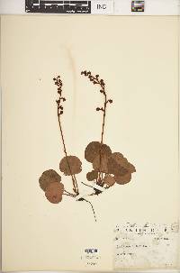 Pyrola asarifolia image