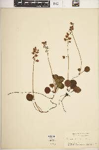 Pyrola chlorantha image