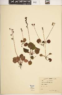 Pyrola chlorantha image