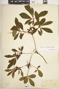 Rhododendron canescens image