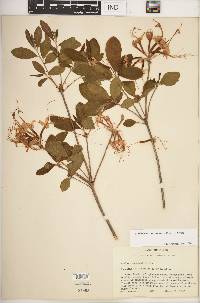 Rhododendron canescens image