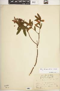 Rhododendron groenlandicum image