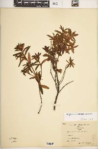 Rhododendron groenlandicum image