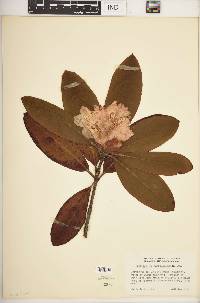 Rhododendron macrophyllum image