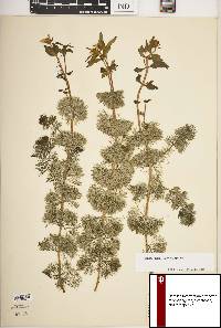 Bidens beckii image