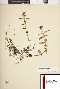 Bidens beckii image