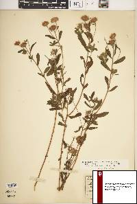 Heterotheca camporum var. camporum image