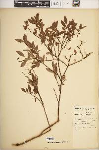 Vaccinium angustifolium image