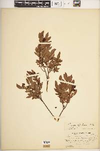 Vaccinium angustifolium image