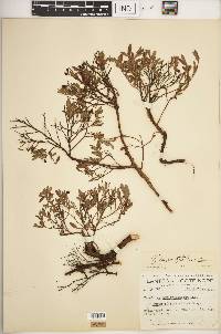 Vaccinium angustifolium image