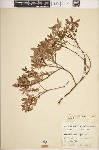 Vaccinium angustifolium image