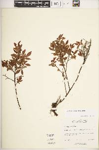 Vaccinium angustifolium image