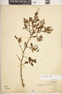 Vaccinium fuscatum image