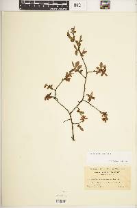 Vaccinium fuscatum image