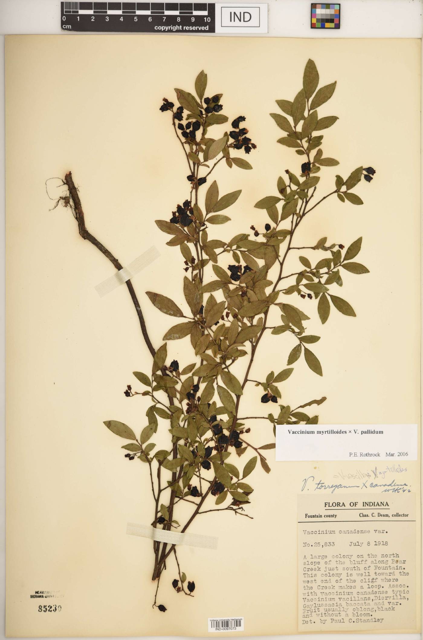 Vaccinium F1 hybrid image