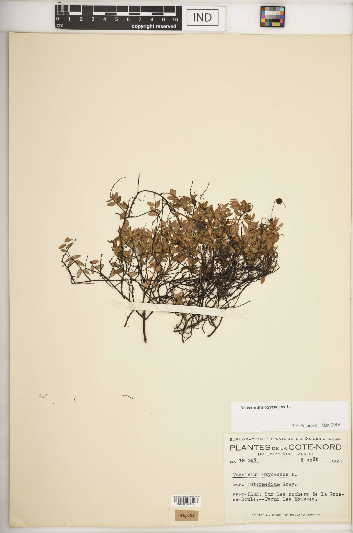 Vaccinium oxycoccos image