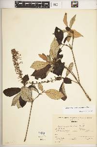 Arachnothryx buddleioides image