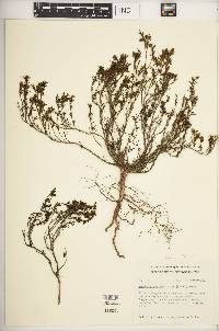 Image of Arcytophyllum thymifolia