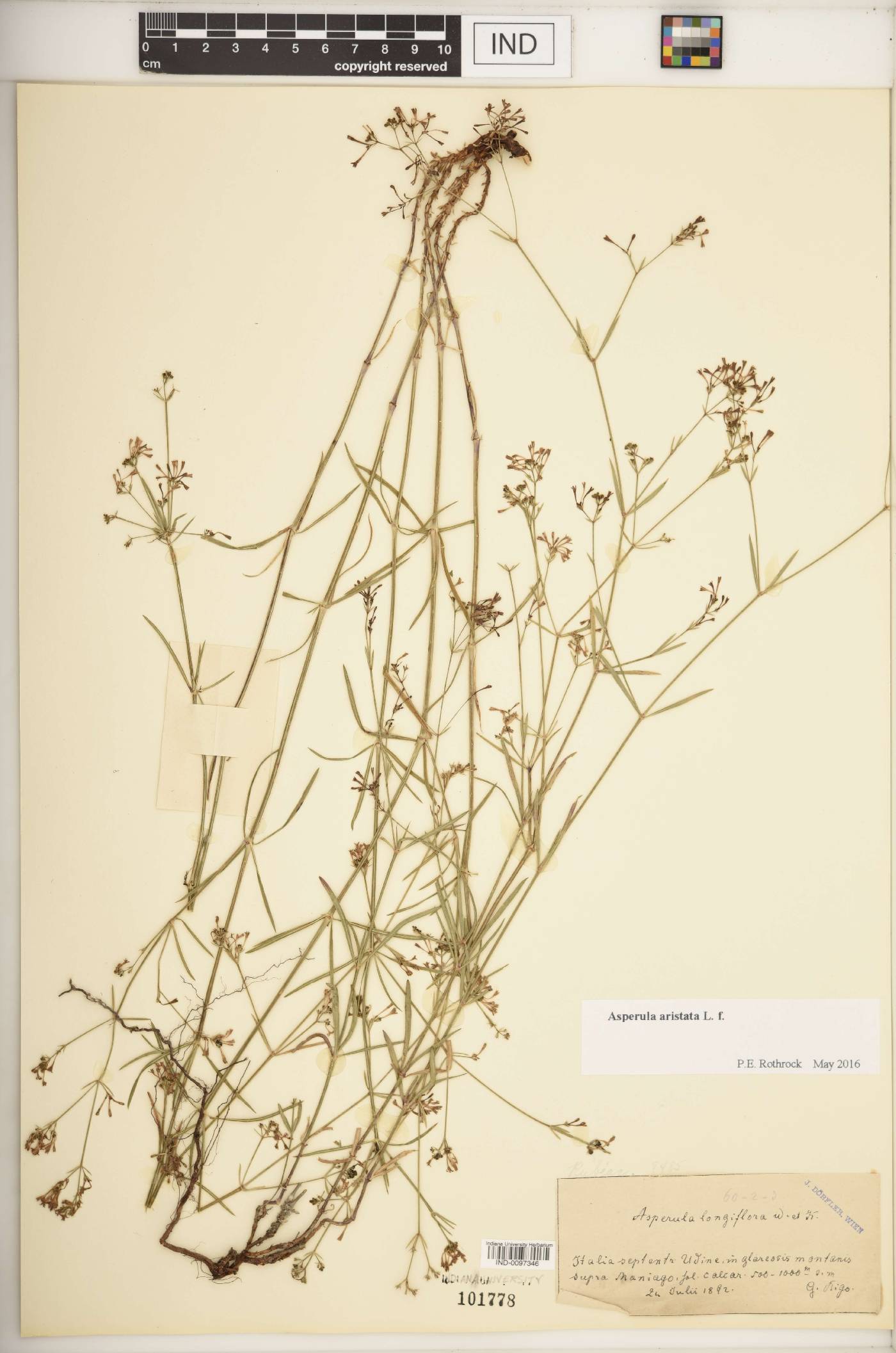 Asperula aristata image