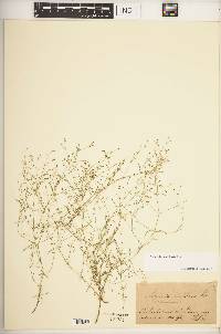 Asperula scutellaria image