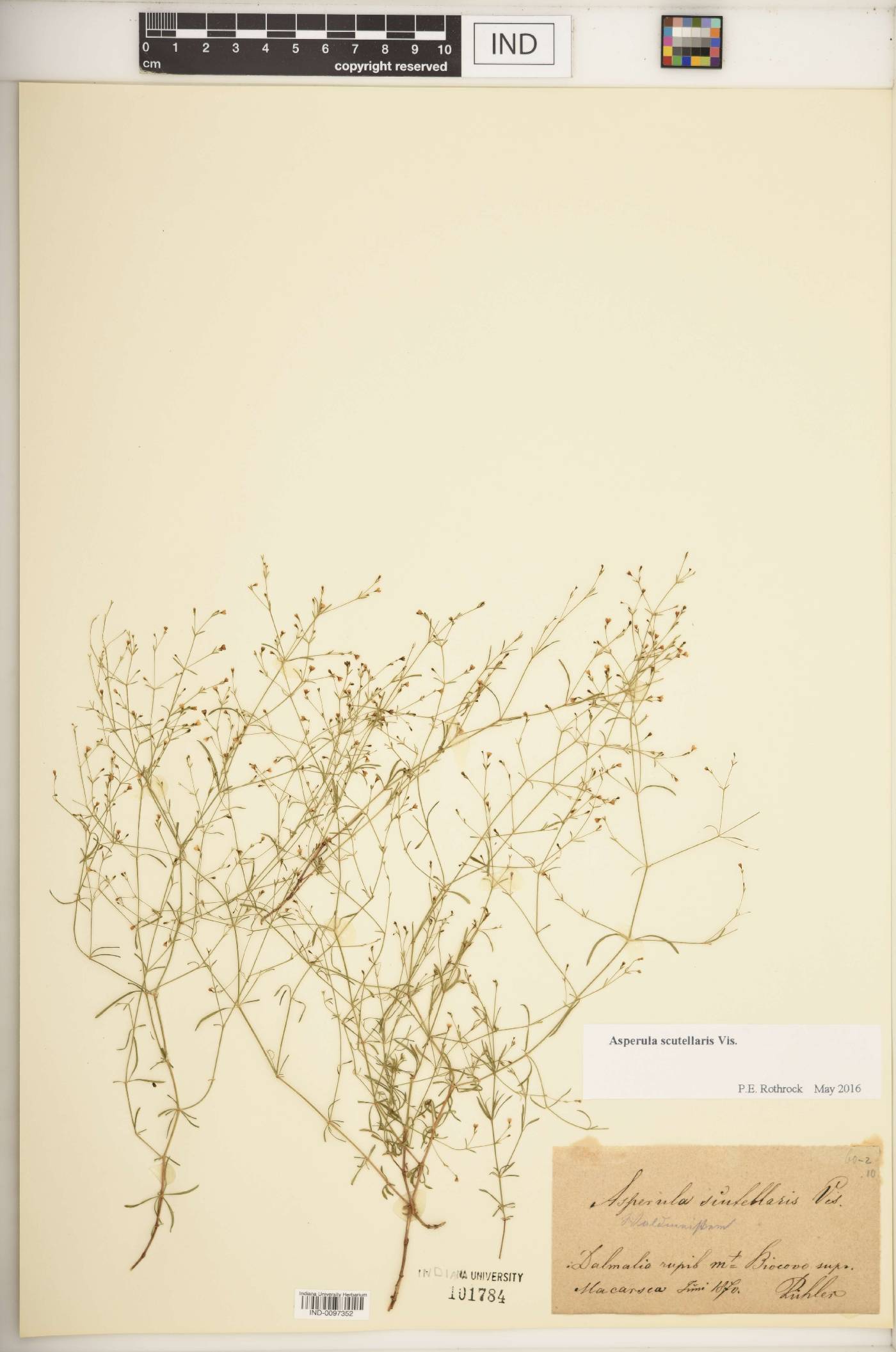 Asperula scutellaria image