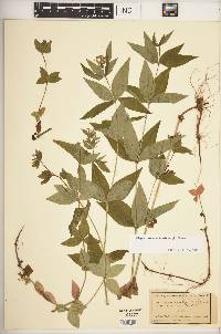 Media resource of Blepharostemma taurinum