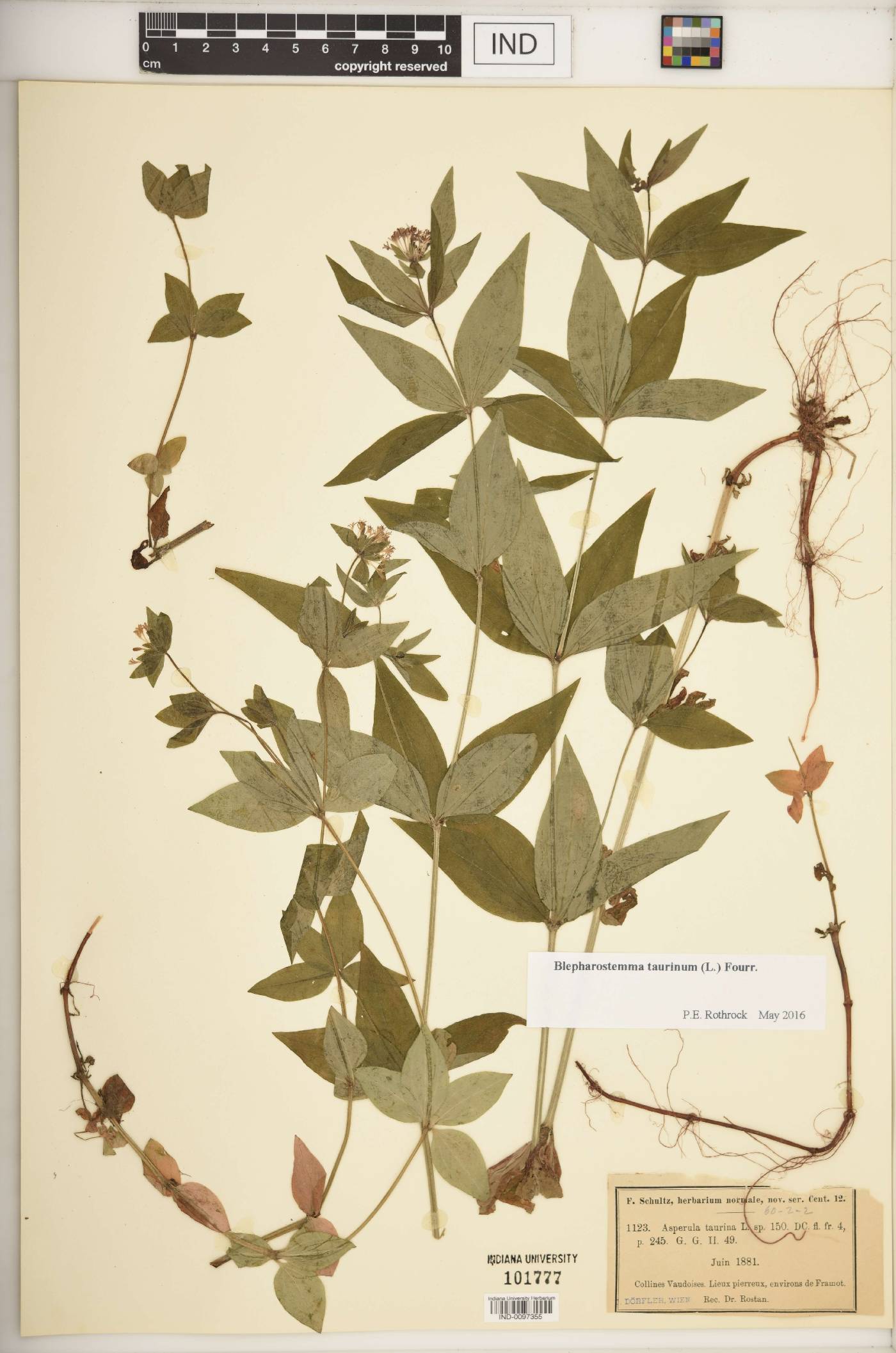 Blepharostemma image