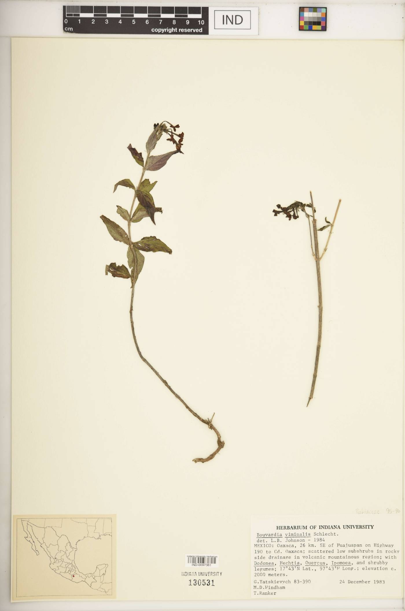 Bouvardia viminalis image