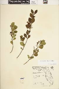 Chiococca parvifolia image