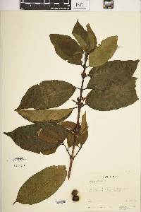 Coffea arabica image