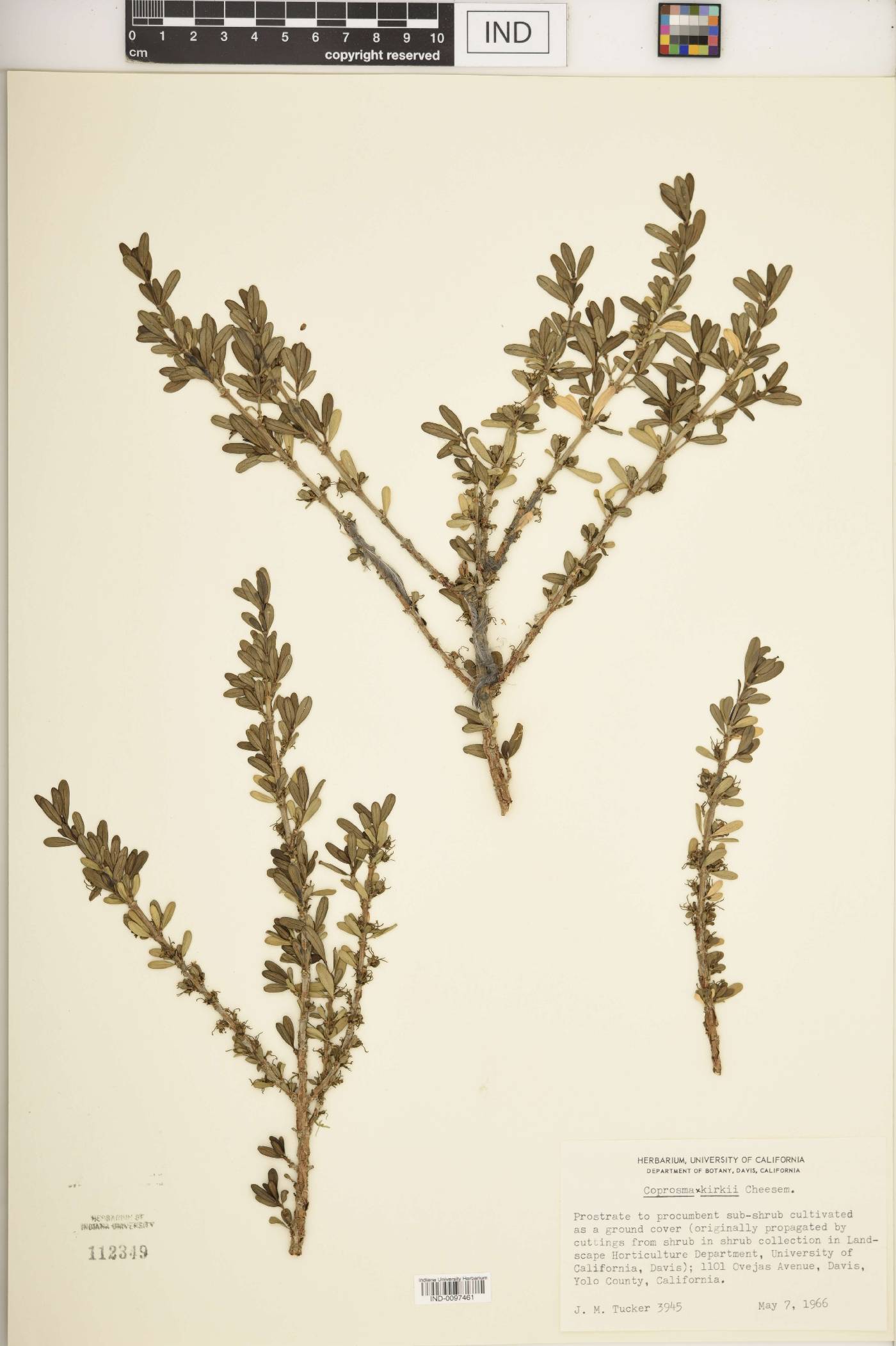 Coprosma × kirkii image