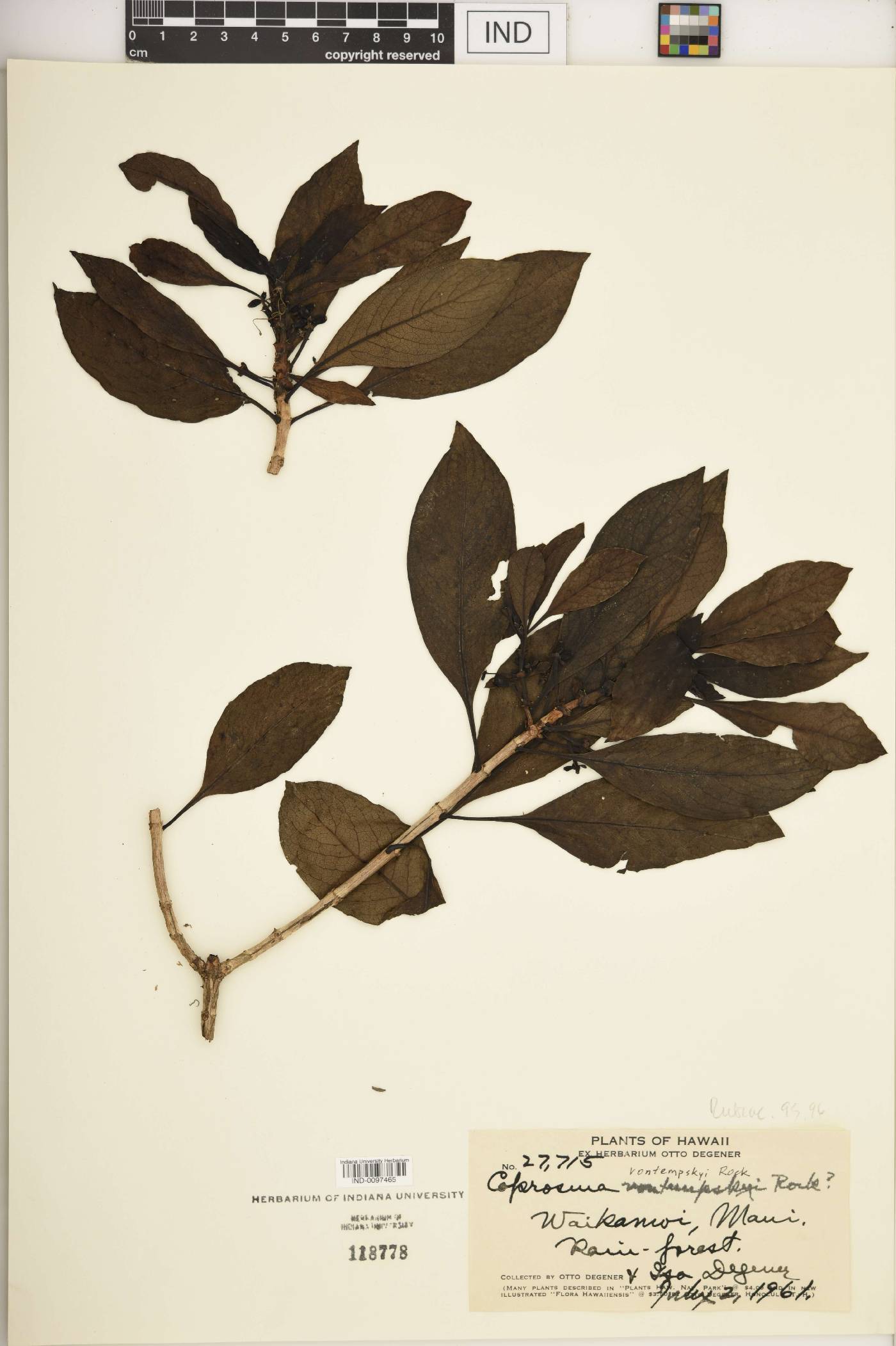 Coprosma vontempskyi image
