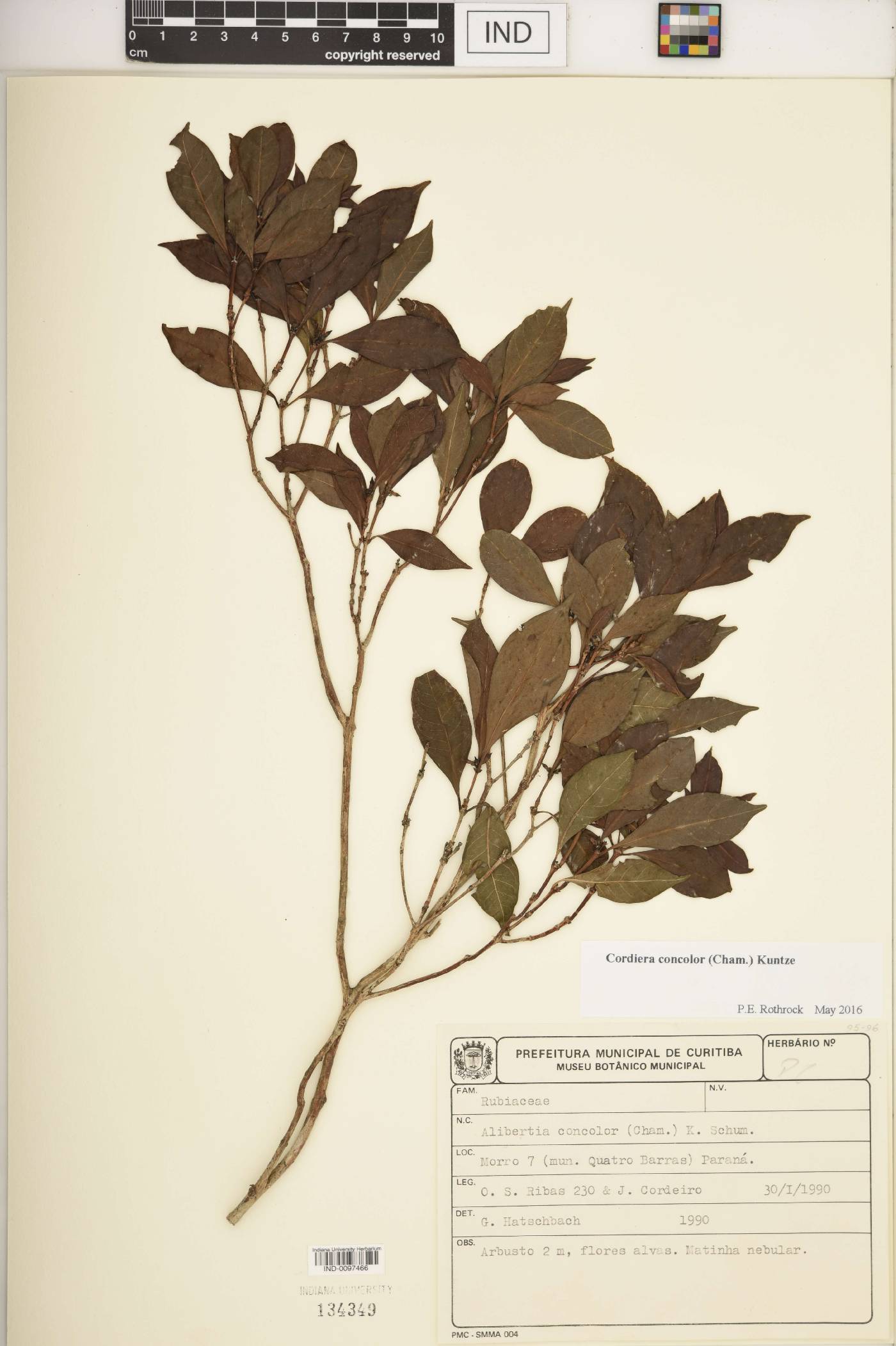 Cordiera concolor image