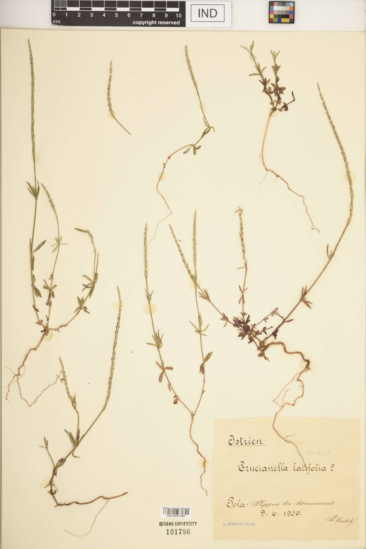 Crucianella latifolia image