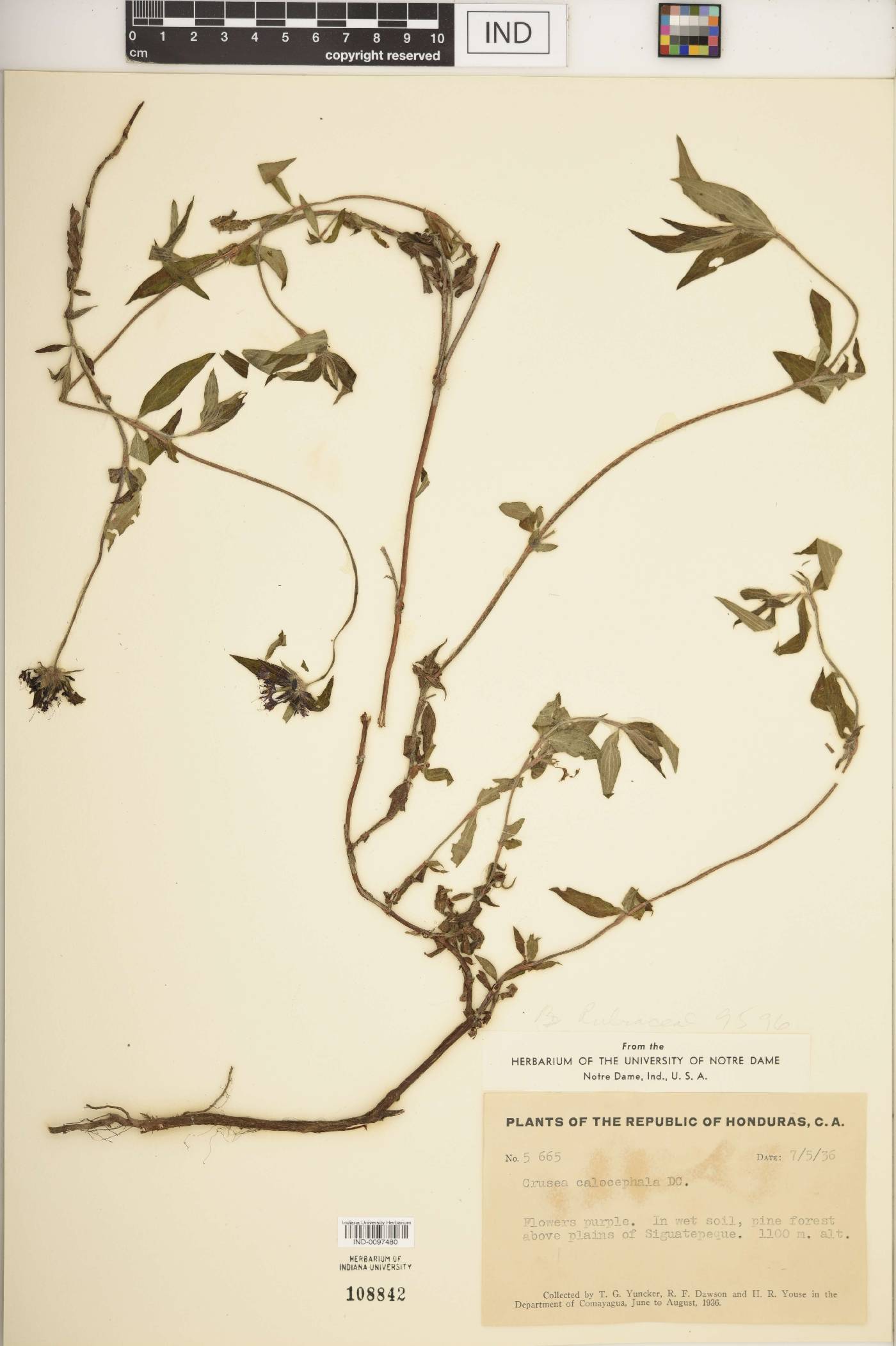 Crusea calocephala image