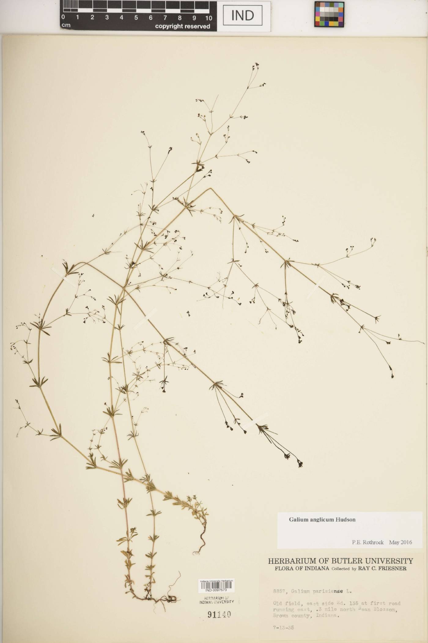 Galium anglicum image