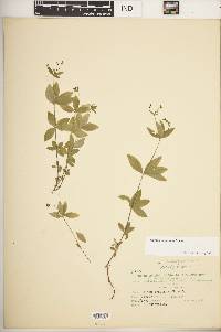 Galium circaezans image