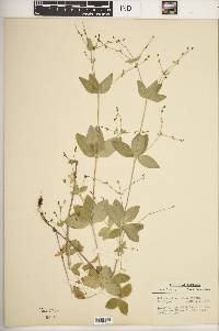 Galium circaezans image