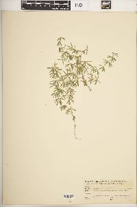 Galium concinnum image